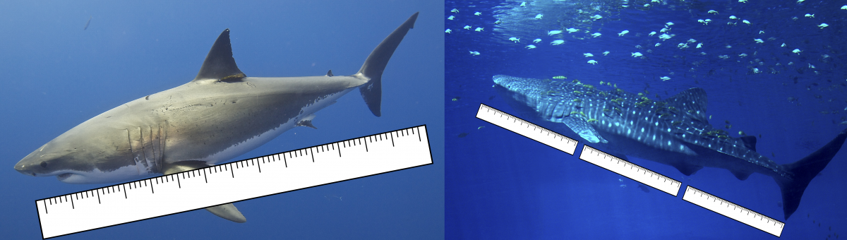 Could you outswim a shark Could you outswim a shark