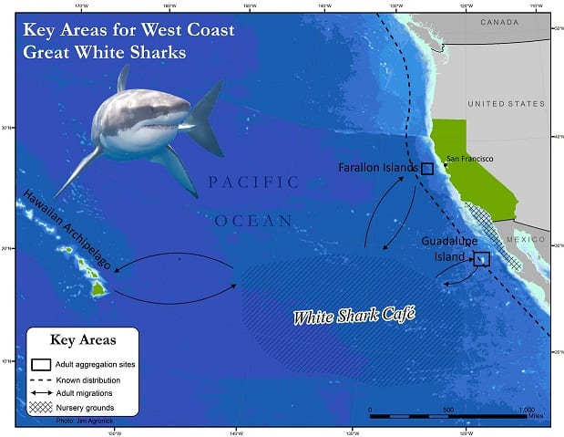 Great White Sharks Map | Oceana USA