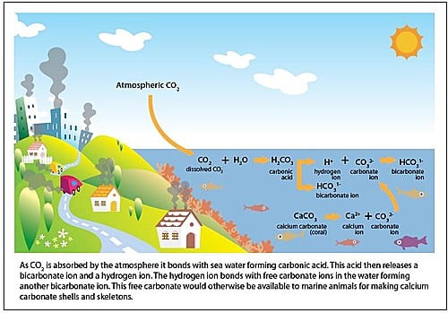 What is Ocean Acidification? | Oceana USA