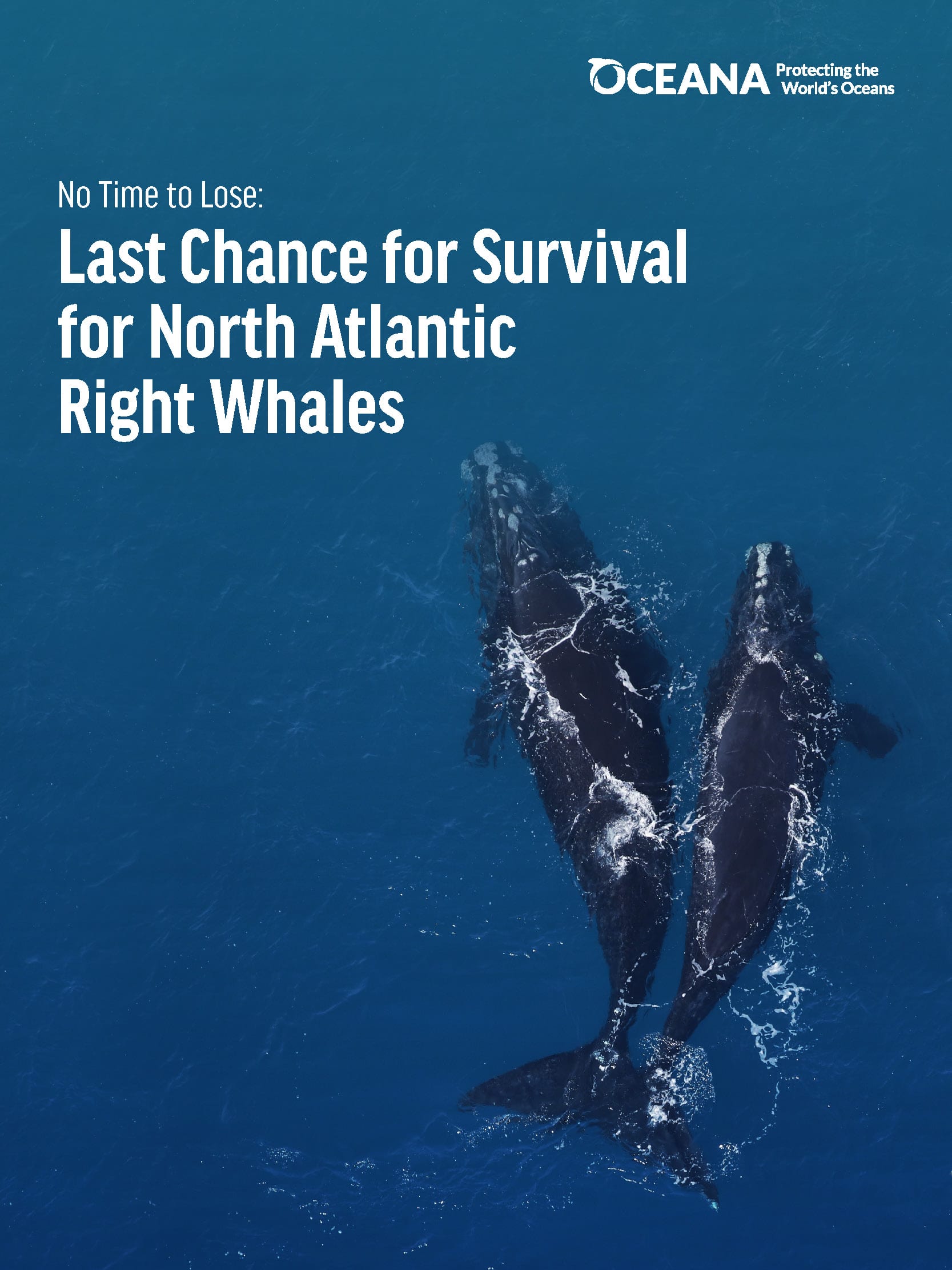 Oceana Launches Campaign In U S And Canada To Save North Atlantic