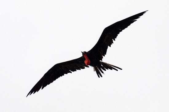 Creature Feature Magnificent Frigatebird Oceana Usa