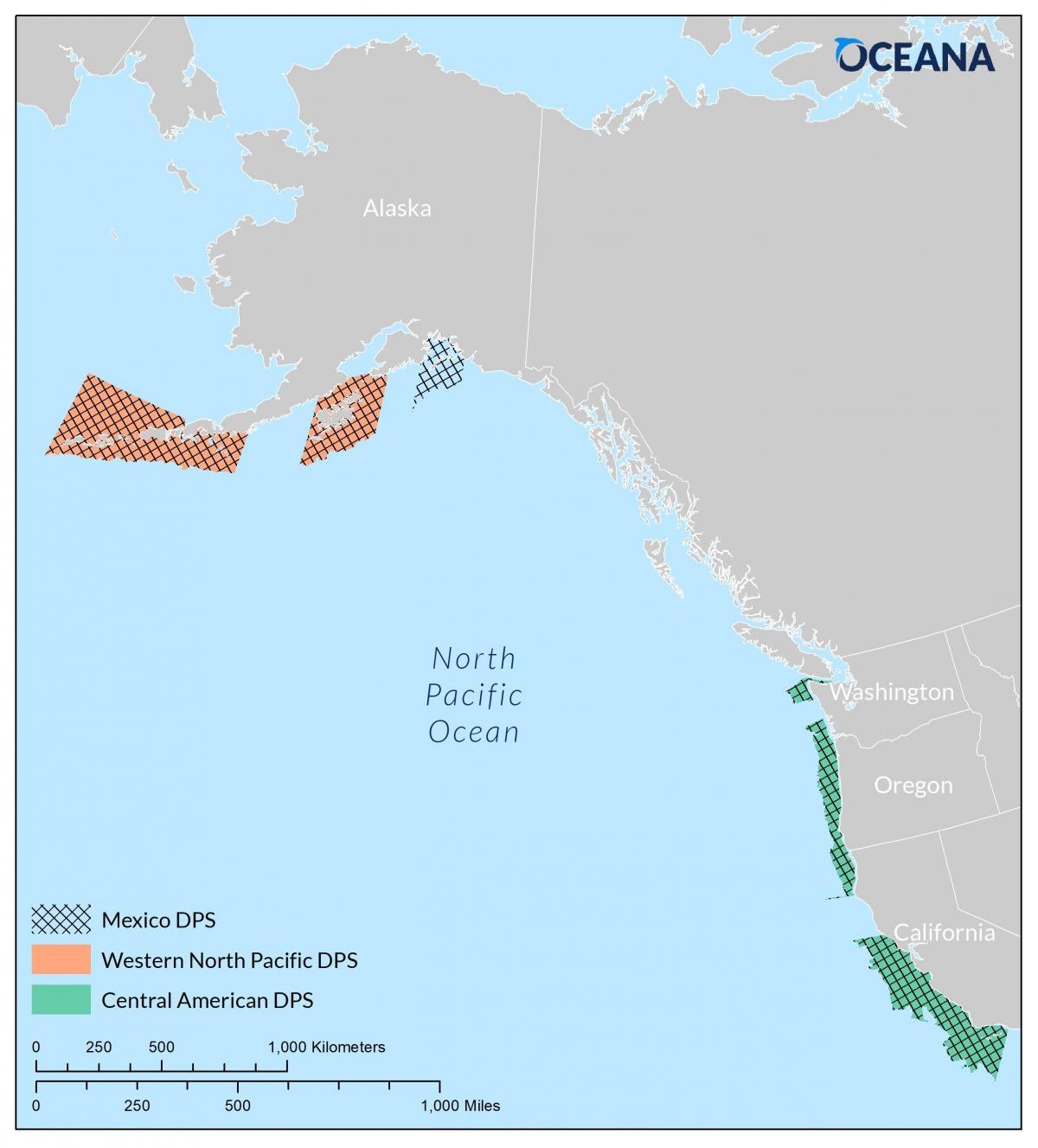 Endangered Humpback Whales Receive Critical Habitat Protections in U.S