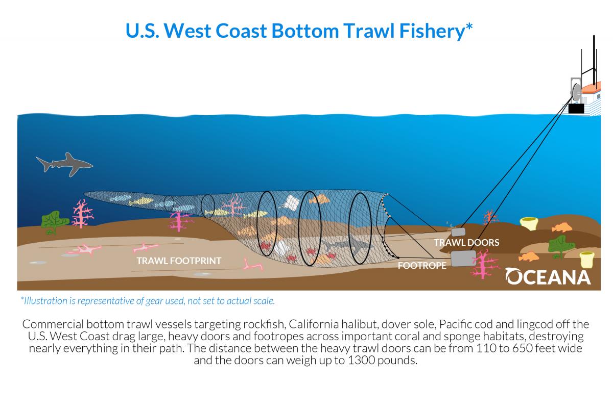 Bottom trawling | Oceana USA