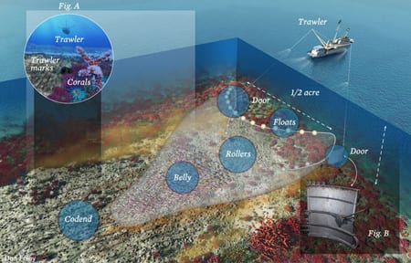 Scientists reveal how trawling the bottom of the ocean could