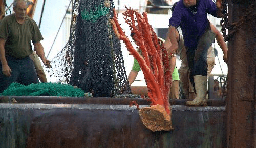  Un chalutier de fond jette des coraux anciens en haute mer par-dessus bord © Greenpeace/ Malcolm Pullman / Marine Photobank 
