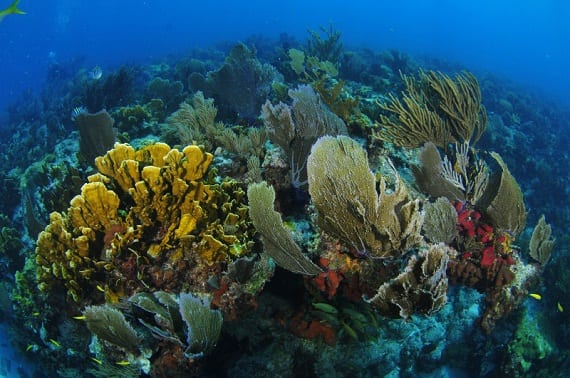 During Corals Week, A Look At The Value Of Coral Reef Ecosystems ...