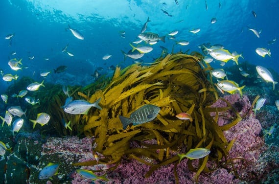 Seaweed Spotlight: A Rare Glimpse into Beautiful Ocean Kelp Forests (Photos) | Oceana USA