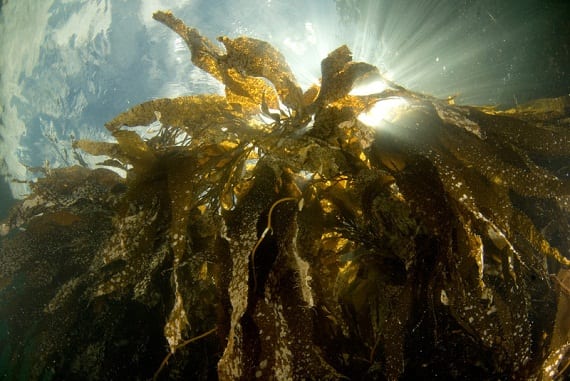dark seaweed