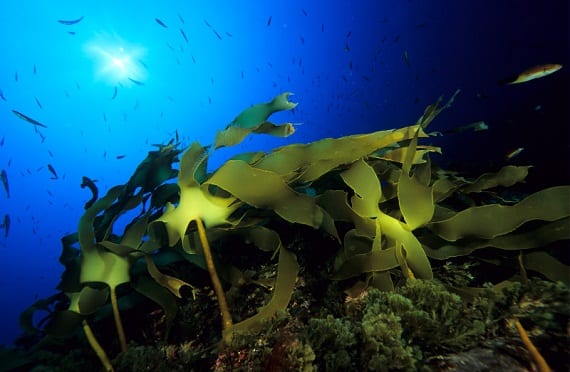 Seaweed Spotlight: A Rare Glimpse into Beautiful Ocean Kelp Forests (Photos) | Oceana USA