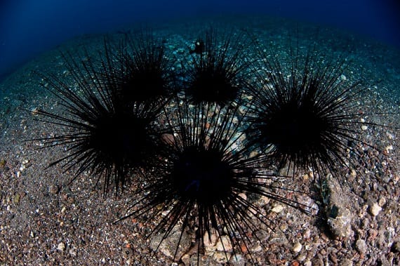 Exploring Spectacular Sea Urchins: A Look at the Diversity of These