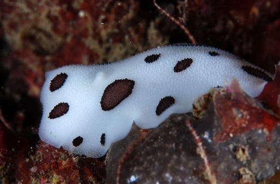 Introducing The Nudibranch: Multicolored Mollusks That Dazzle The ...