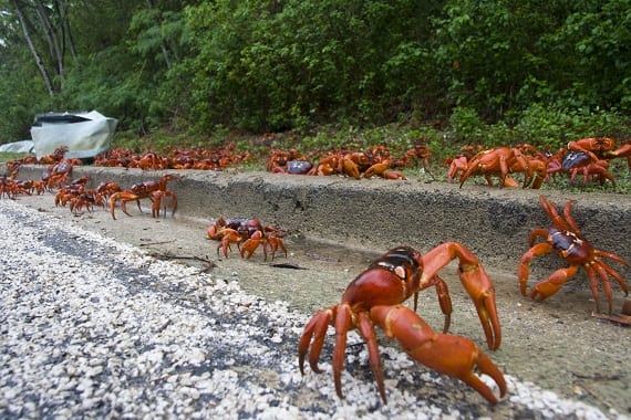 Photos Christmas Island S Incredible Red Crab Migration Is Underway Oceana Usa