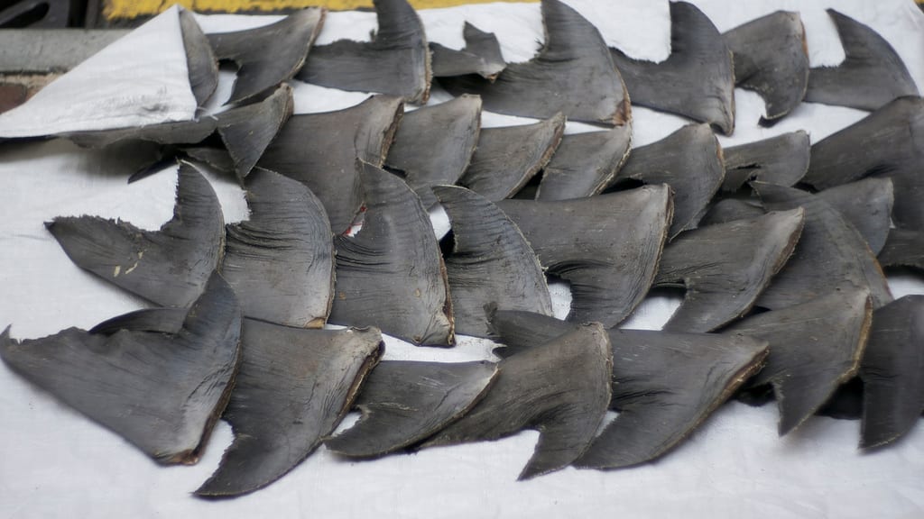 116th Congress Introduces Bill to Ban US Shark Fin Trade | Oceana USA