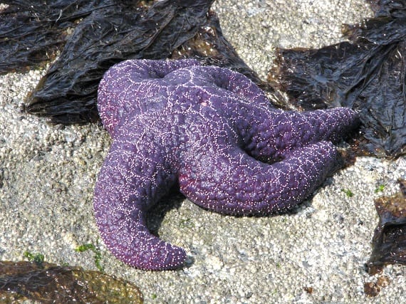 Creature Feature: Ochre Sea Star - Oceana USA