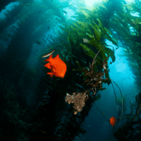An orange fish swims in a kelp forest