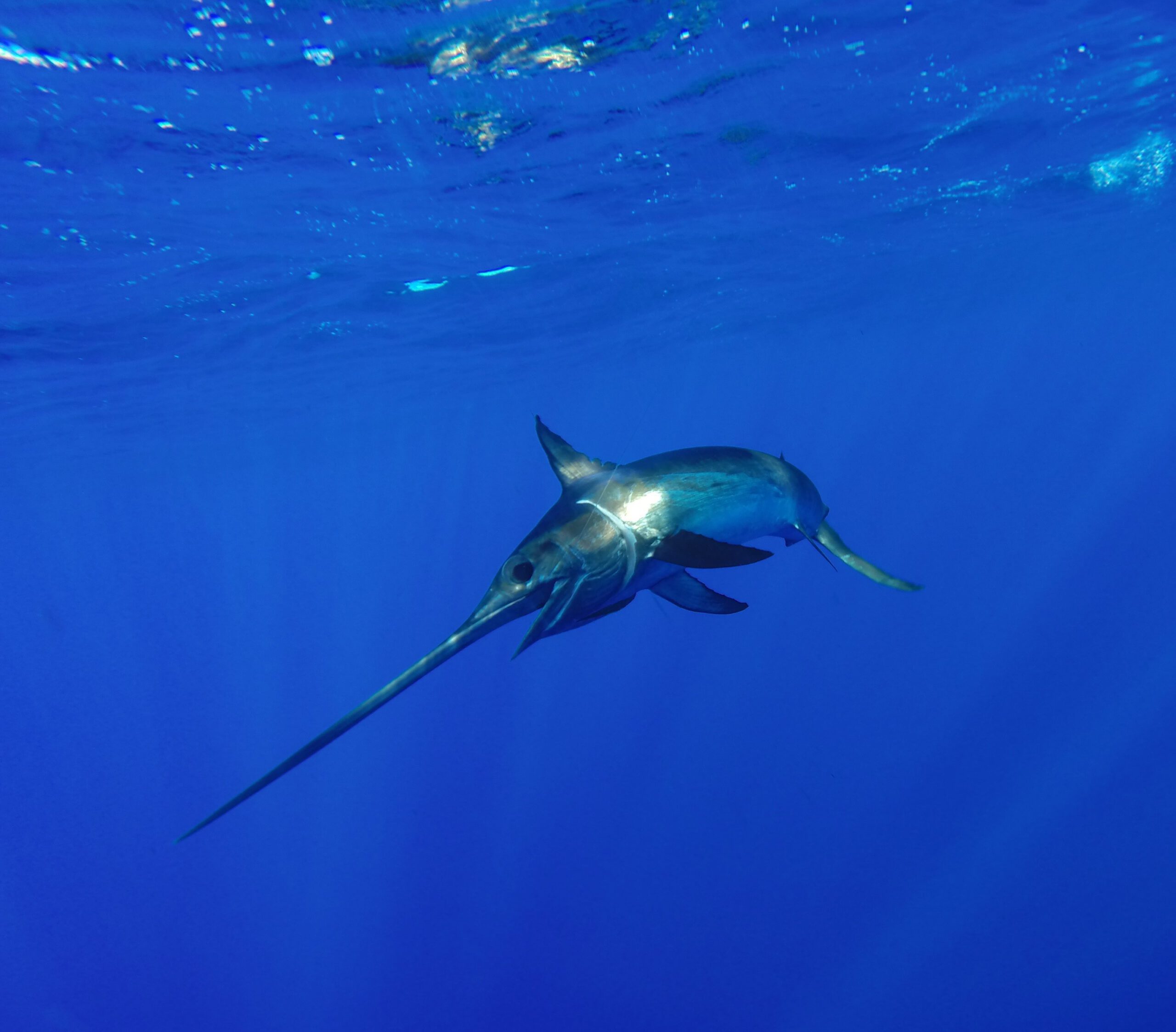 Seafood Watch “Green Lists” West Coast Swordfish Caught with Harpoons and  Deep-Set Buoy Gear - Oceana USA