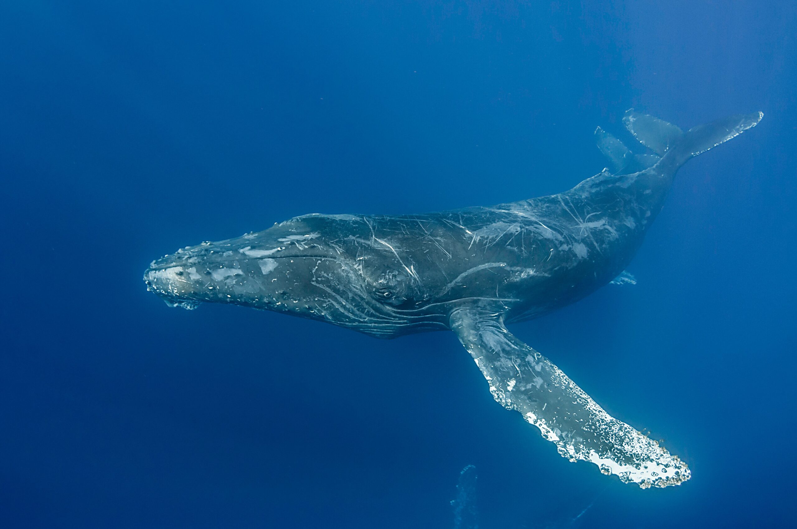 Whale Safe Oceans - Oceana USA