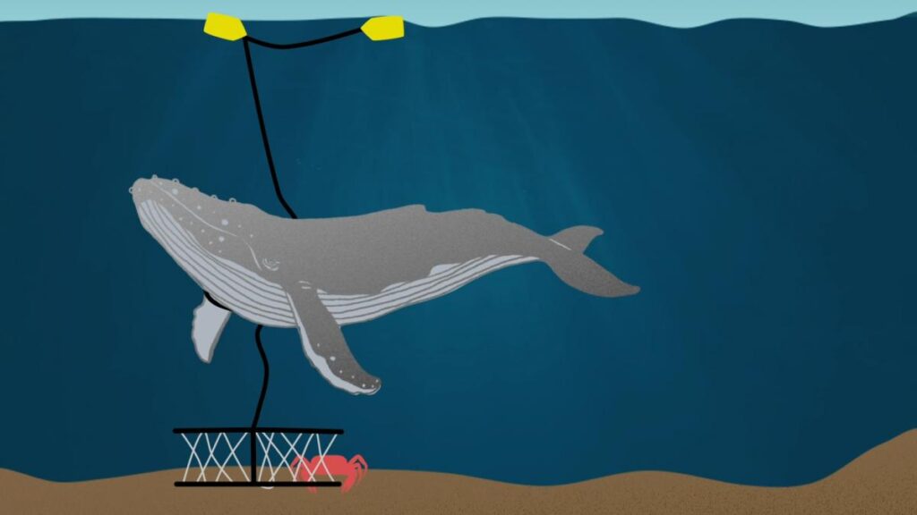 Preventing Whale Entanglements with Ropeless Fishing Gear - Baleines en  direct