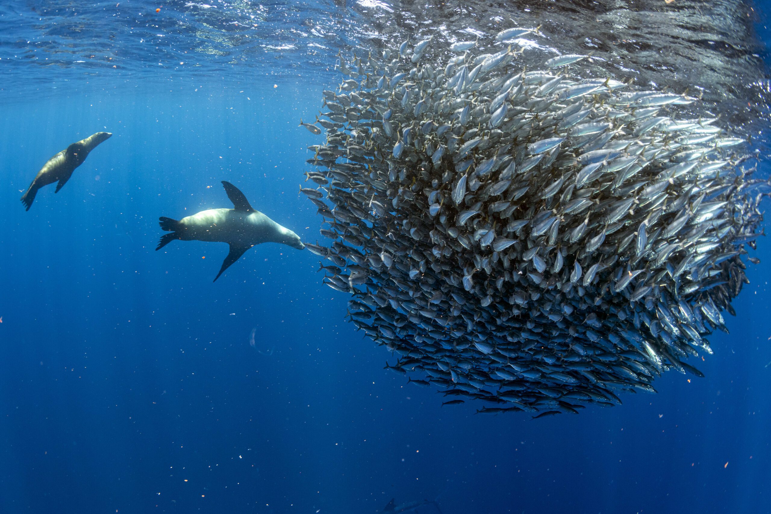 Pacific Sardines - Oceana USA