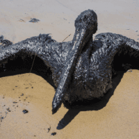 an oiled pelican after the Refugio Beach oil spill