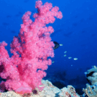 Learn what the national ocean service does
