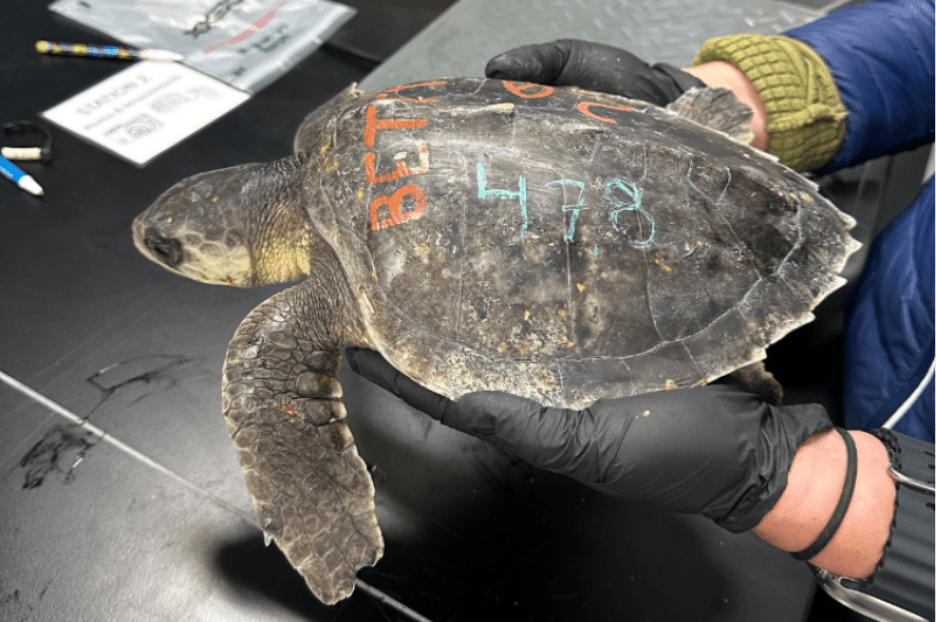 Taylor Swift themed sea turtle “Betty.” Credit: NOAA Fisheries/Melissa Cook