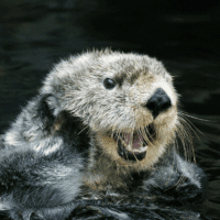 Read the blog to learn more about why the Marine Mammal Protection Act is important.