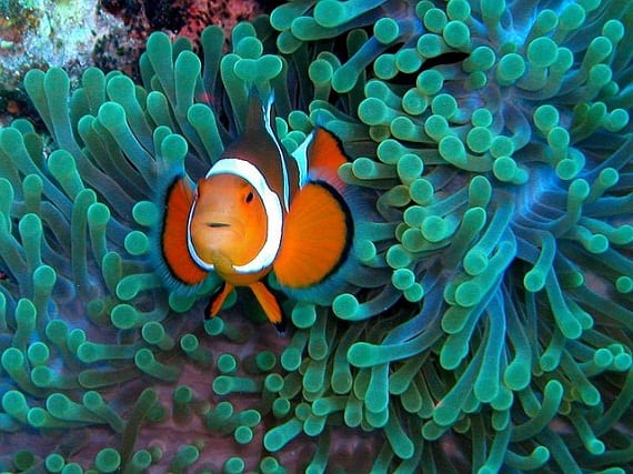 coral reef clown fish