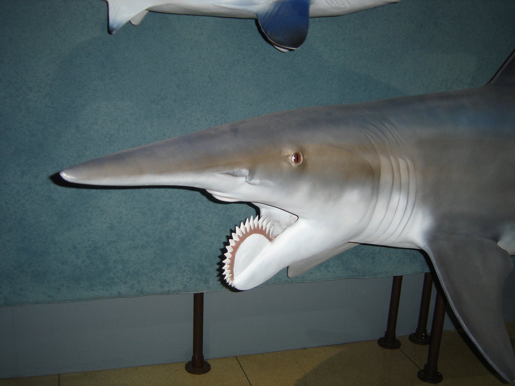 Древние акулы фото и названия