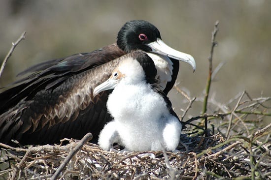 female frigate bird