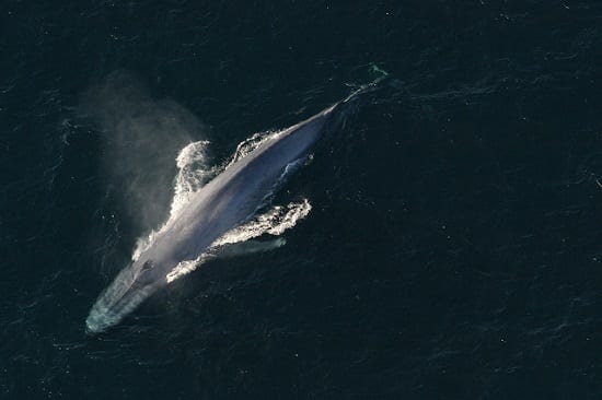 A Blue Whale’s Life Story Revealed Through Ear Wax - Oceana USA