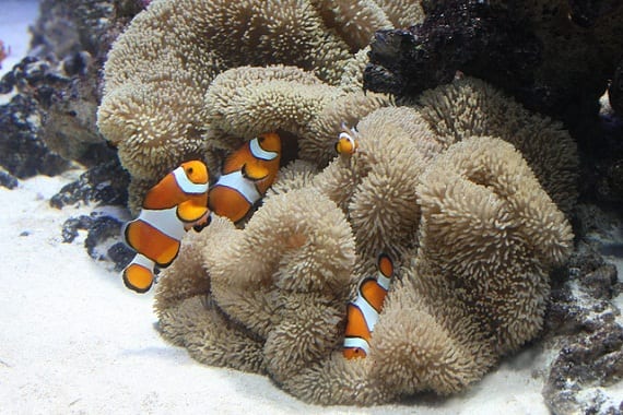 coral reef clown fish