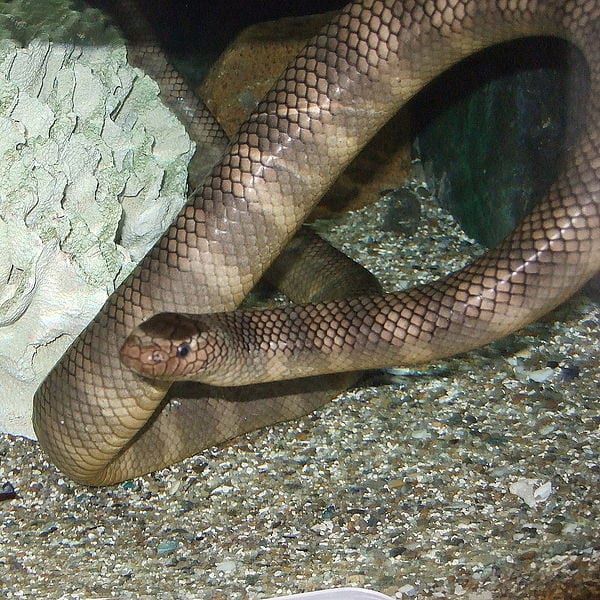 Sea snake, Types, Habitat, & Facts