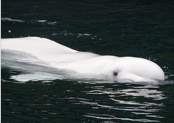 Cat parasite found in Western Arctic belugas