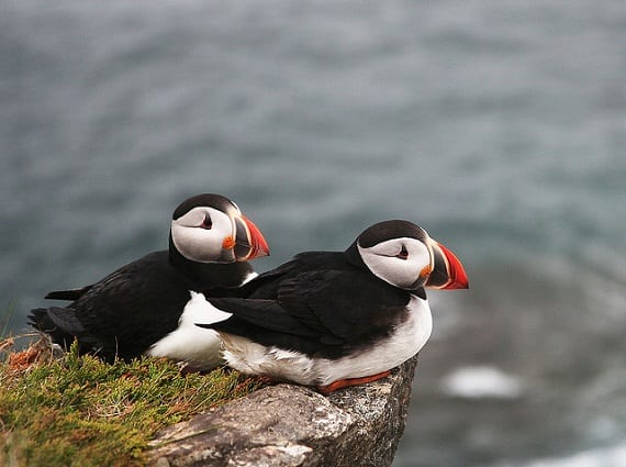 The Astonishing Atlantic Puffin – FanningSparks