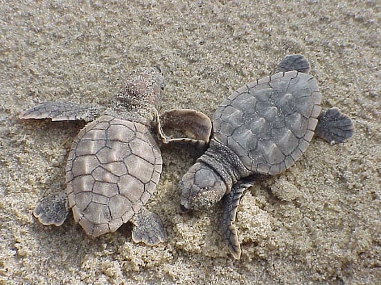 Loggerhead hatchlings get ready for a dangerous trek to the water, dodging hungry predators like seabirds and foxes. (Photo: U. S. Fish and Wildlife Service - Northeast Region)