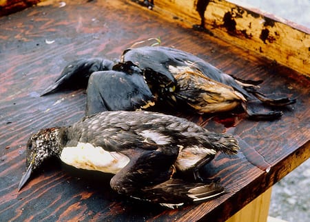 Oiled birds from the Exxon Valdez oil spill. Credit: Wikimedia Commons