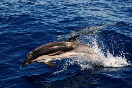 Dispatches from Ranger: Dolphins! - Oceana USA