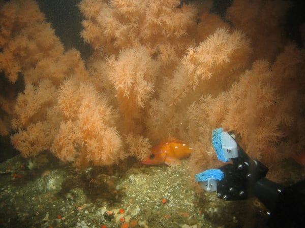 Rosy rockfish nestled in black coral at Cochrane Bank, Gulf of the Farallones National Marine Sanctuary, west of San Francisco, CA ©GOFNMS