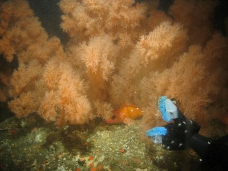 A rosy rockfish hides among Christmas tree corals at Cochrane Bank, Gulf of the Farallons National Marine Sanctuary © NOAA