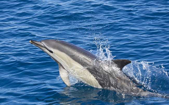 Ranger Sails to the Canary Islands - Oceana USA