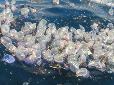 portuguese man-o-war