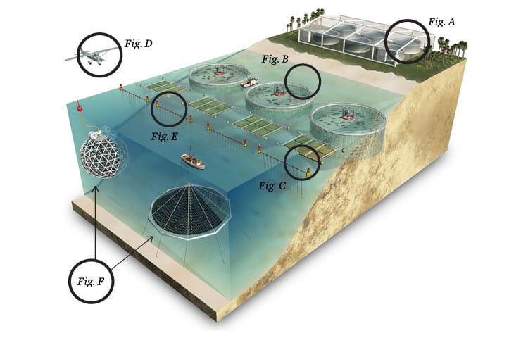 Fish farming infographic by Don Foley