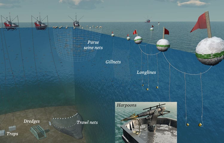 Geography of Canada J. Gesior McAree Fishing. 1.Fishing in Canada 2.Types  and Locations of Fish in Canada 3.Methods of Fishing in Canada 4.The  Collapse. - ppt download