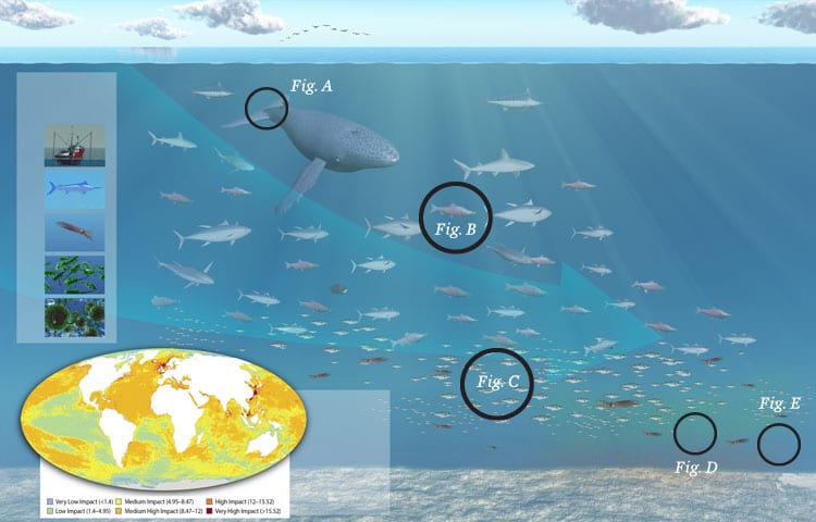 Infographic: Fishing Down the Food Chain - Oceana USA