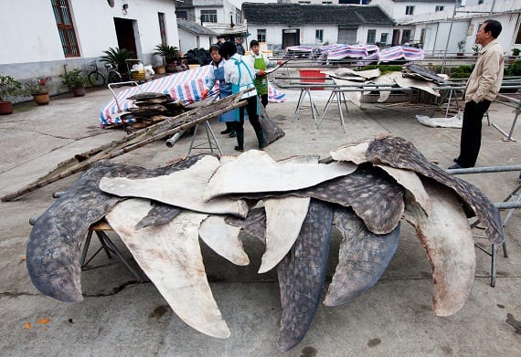 Whale Shark Slaughterhouse Discovered in China - Oceana USA