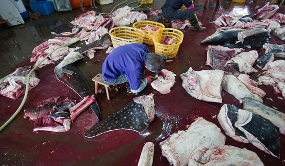 Whale Shark Slaughterhouse Discovered in China - Oceana USA