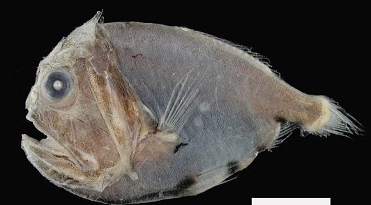 Juvenile Fangtooth