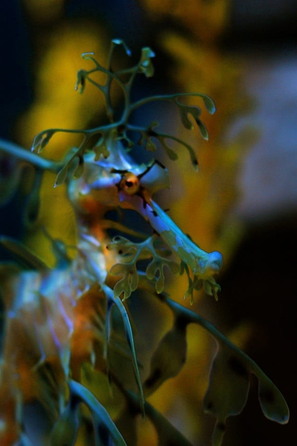 Leafy Seadragon Face