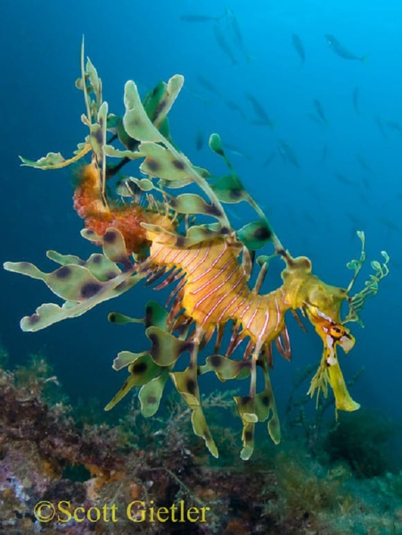 Leafy Seadragon with eggs